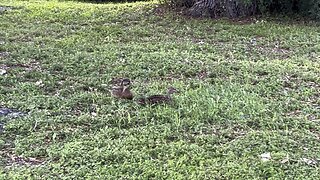 Visiting mallard ducks April 8 2024