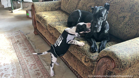 Talkative Great Dane Puppy Tries to Jump on to Sofa