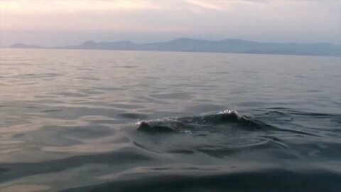 Ireland's Marine Life - Meet the Cast