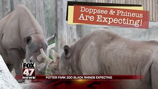 Potter Park Zoo announces critically endangered Black Rhino pregnancy