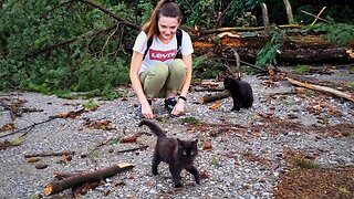 New KITTEN! Hungry Stray Cats After the STORM - Feeding Stray Cats