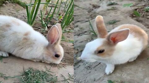 Rabbit Videos For Rabbits to watch Cute rabbit