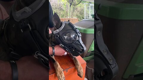 Testing the @k9helm994 CS-1 and @harmondleatherworks muzzle.