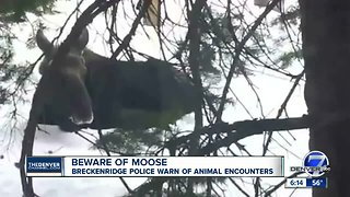Beware of moose: Breckenridge police warn of animal encounters
