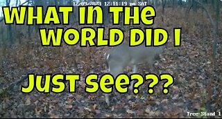 Strange And Unusual Trail Cam Footage #unexpected #deer