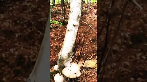Weird tree fungus that will grow extraordinarily large