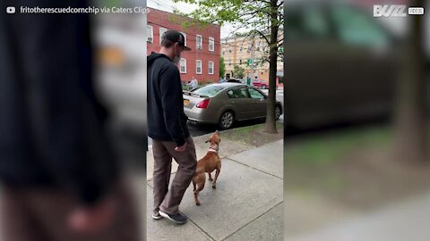 Ce chien ferait tout pour une branche d'arbre !