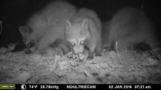 Late night Coon party #cute #funny #animal #nature #wildlife #trailcam #farm #homestead #beautiful