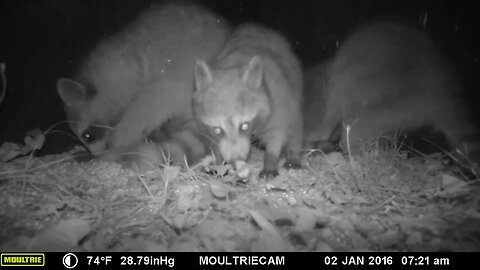 Late night Coon party #cute #funny #animal #nature #wildlife #trailcam #farm #homestead #beautiful
