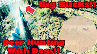 Big Bucks Everywhere!! Deer Hunting With Dogs