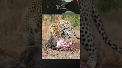 "Hyena Steals Food from Leopard - Epic Wildlife Showdown!"