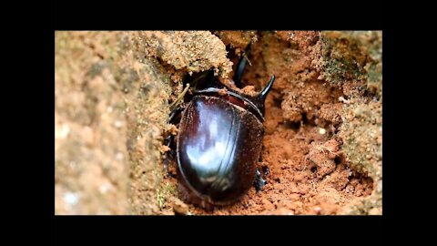 Male Aloeus Ox Beetle