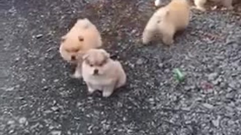 Litter of chow chow puppies are just too cute
