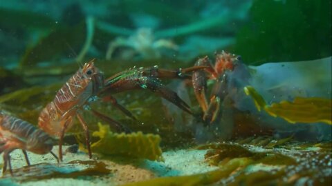 Crabs Fight underneath the Ocean