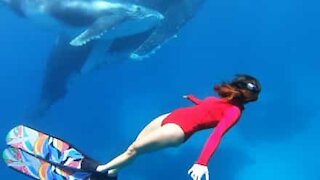 Une plongeuse tombe nez à nez avec une baleine à bosse
