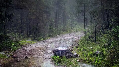 Rain on a pine forest gravel pathway, calming sounds of nature to help you relax and sleep faster
