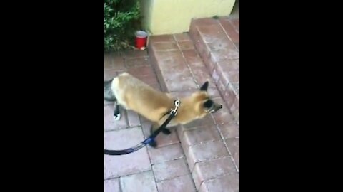 Fox gets excited upon seeing its best friend