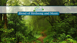 A Serene Blend of Birdsong and Meditation Music