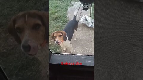 Beagles Being Bad