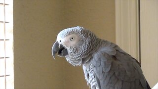 Talking parrot sees people walking outside, calls them squirrels