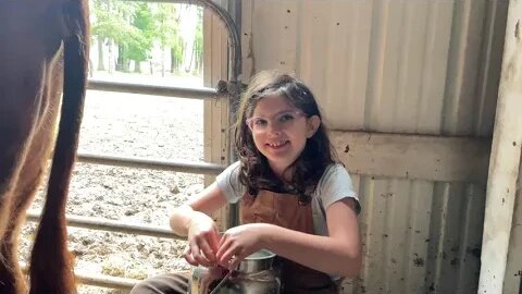 Dexter Family Milk Cows: Freya milking share