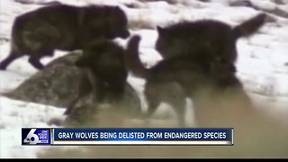 State control of wolves?
