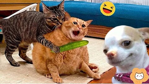 Funniest Animals 2024 😂 New Funny Cats and Dogs Videos 😻🐶