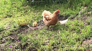 Mother hen free range with baby chicks 🐣