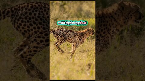 Sprinting with the Fastest: Cheetahs in Action! #Cheetah #Wildlife #shorts