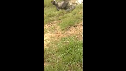 Anaconda attacks bull in brazil