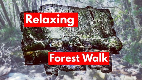 Relaxing forest walk