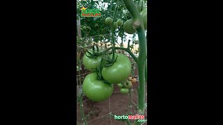 Tutorado de Tomates con la malla HORTOMALLAS®