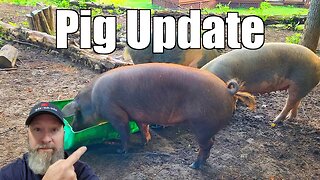 Pig Update @UncleTimsFarm #kärnəvór #carnivore #shorts #hereford #freerangepigs