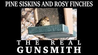 Pine Siskins & Rosy Finches