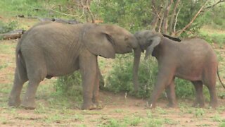 Baby elephant goes head-to-head in shoving contest with brother