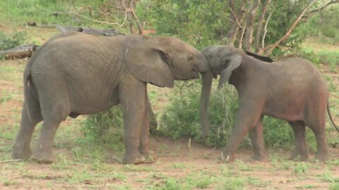 Baby elephant goes head-to-head in shoving contest with brother