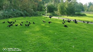 Lovely crows happy