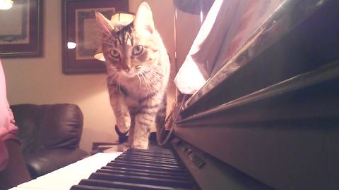 Precious Cat Interrupts A Woman's Piano Lesson