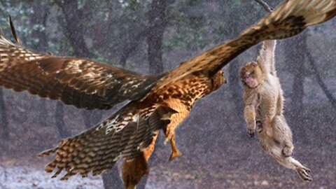 Mother Monkey tried her best but can't fight against the Eagle