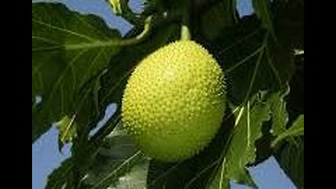 Top 10 Health Benefits of Breadfruit