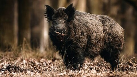 Invasion Alert: Canada's Super Pigs Head South