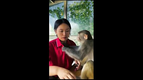 Funny monkey video