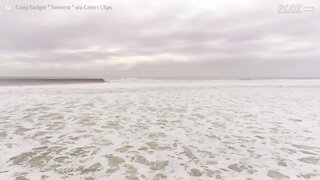 Ce surfer partage quelques vagues avec des dauphins