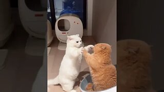 CAT VIDEO