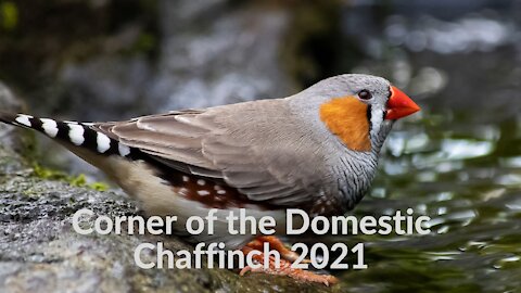Corner of the Domestic Chaffinch 2021