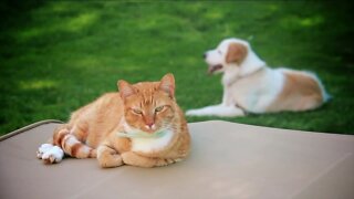 Pet Talk Tuesday - Gardens and your pet