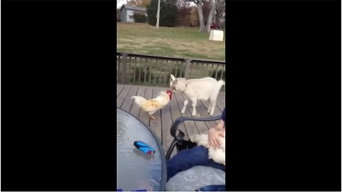 Goat accepts challenge from angry rooster