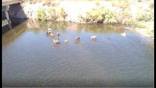 Lakes n Rivers n Dams n Horses n Drone Fun