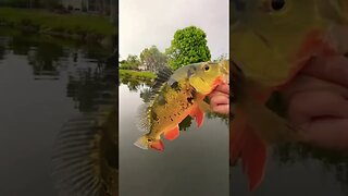 Nice peacock bass on a shiner!