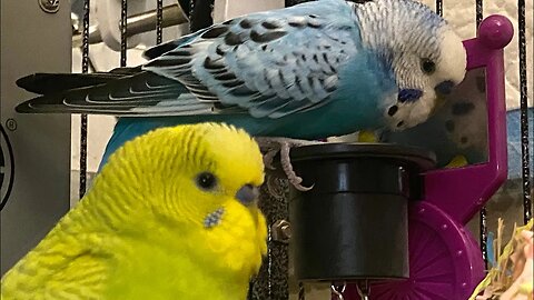 My Parakeets are afraid of fruits and vegetables 🙁